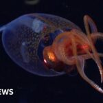 Colossal squid filmed by scientists for first time in ocean