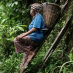 Climate change takes spice from Indonesia clove farms | World News