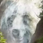 Optical illusion personality test: Water fall or bear? What you see first reveals if you are too friendly or too cautious