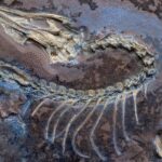 73-million years old Dinosaur mass grave with thousands of fossils found in Canada’s “River of Death” |