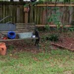 Optical Illusion: Only a real cat person can spot the cat in this picture