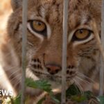 Lynx could be first UK zoo-born cat freed into the wild