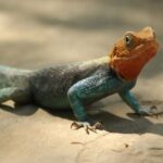 Indian wildlife smuggler stopped at customs with 100 exotic animals